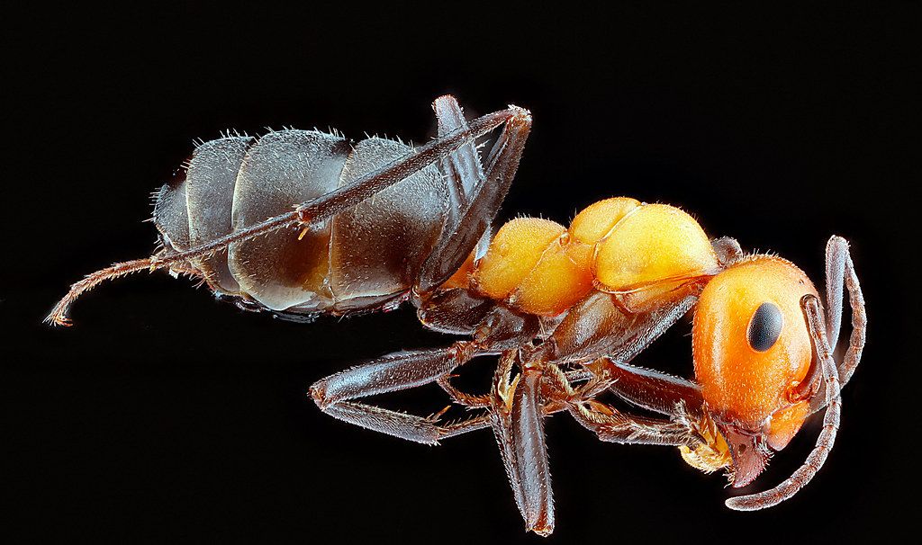 Ant Control service in Frisco, TX