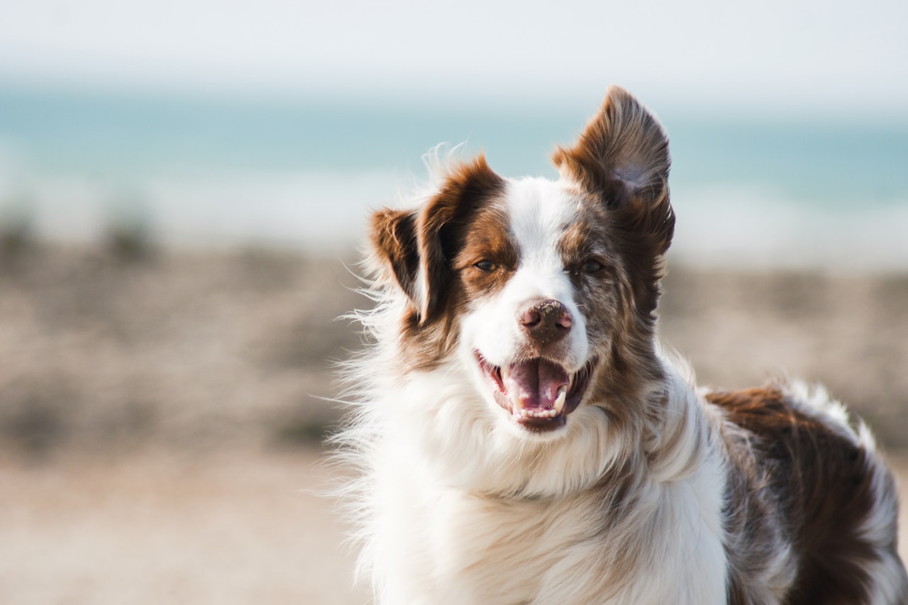Flea & Tick Control service in Frisco, TX