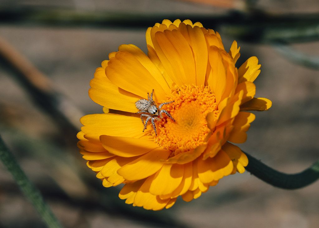 Spider Control service in Frisco, TX